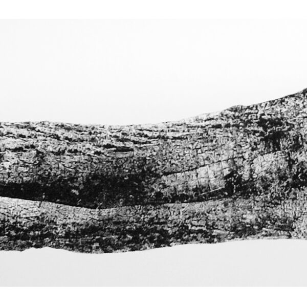 " Requiem pour un Jardin " - Sepideh Sahar - Image 3