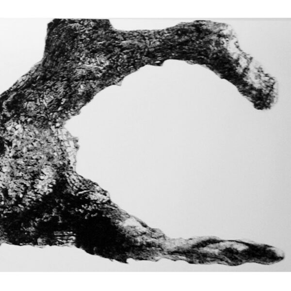 " Requiem pour un Jardin " - Sepideh Sahar - Image 5