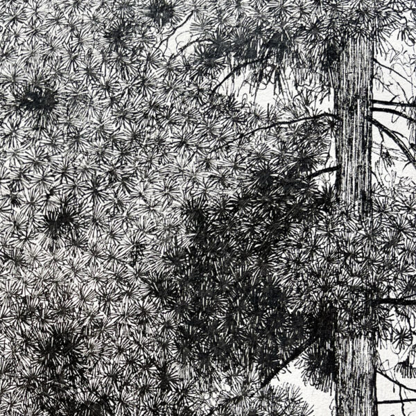 G176 - Pines - Image 3